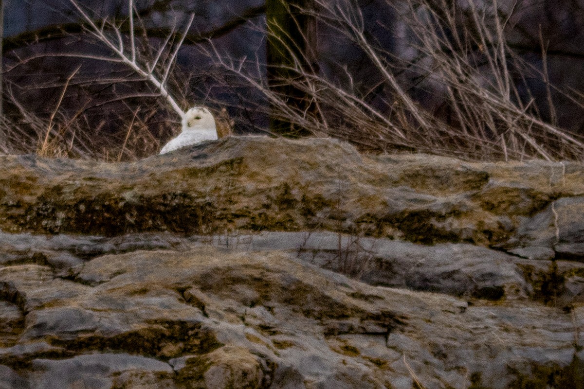 Snowy Owl - ML85802811