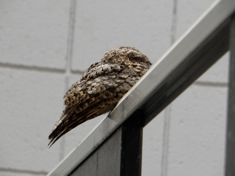 Common Poorwill - ML85804131