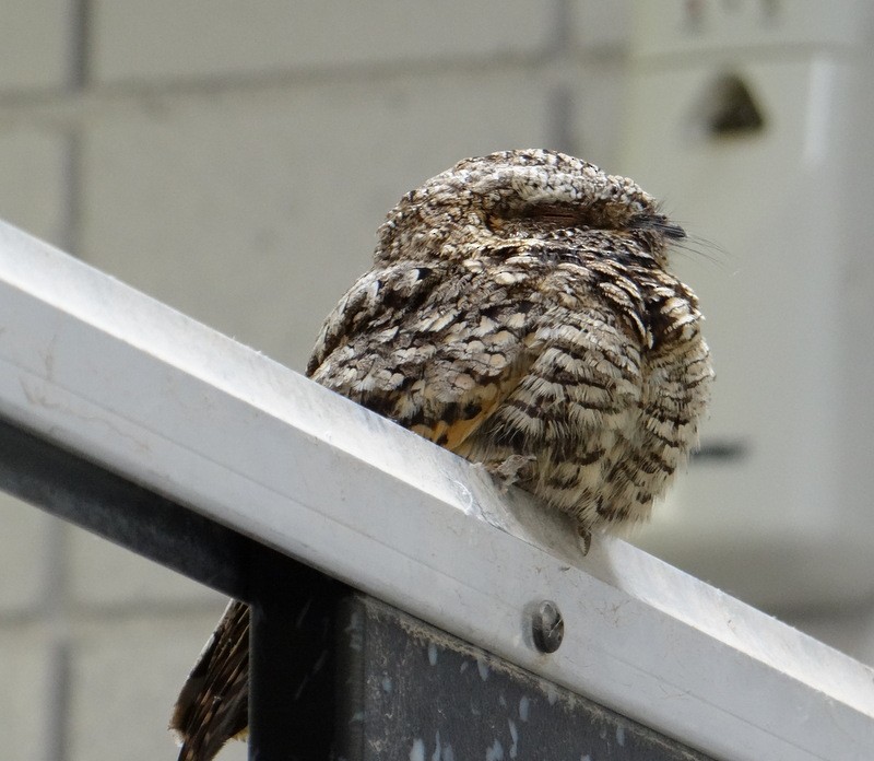 Common Poorwill - ML85804141