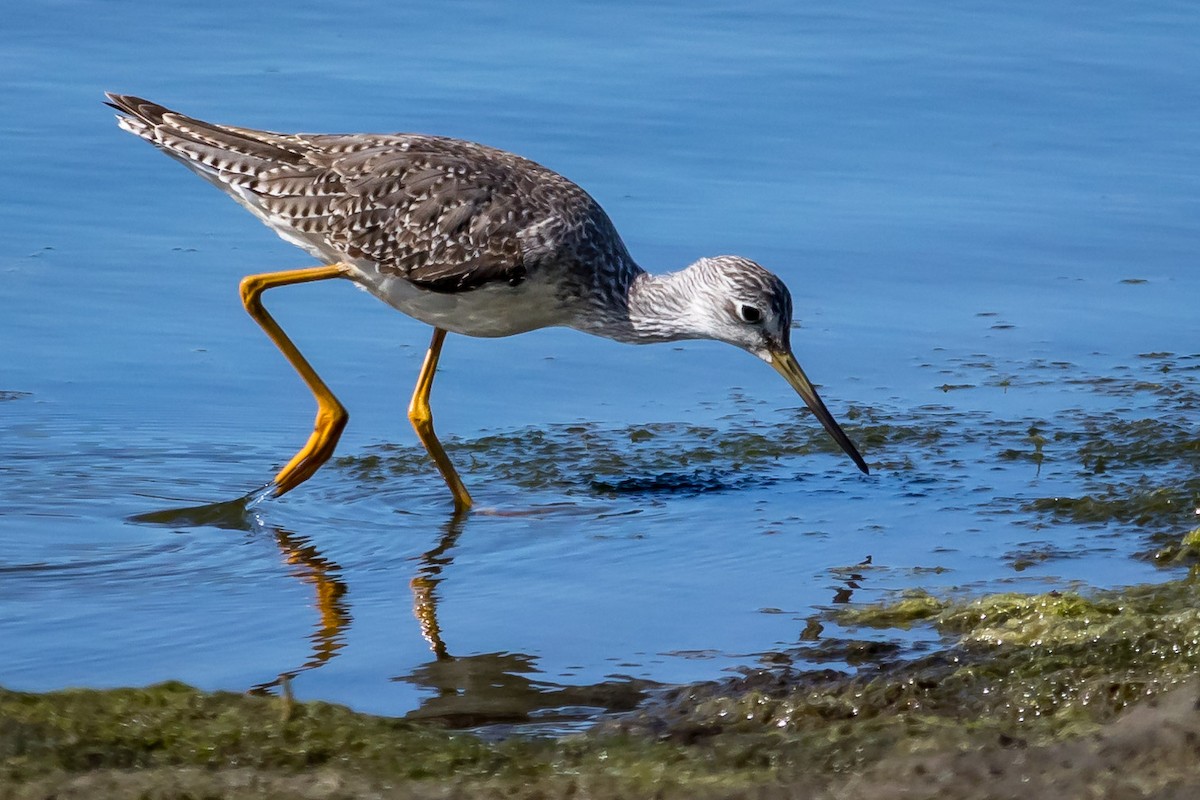 Greater Yellowlegs - Carole Rose