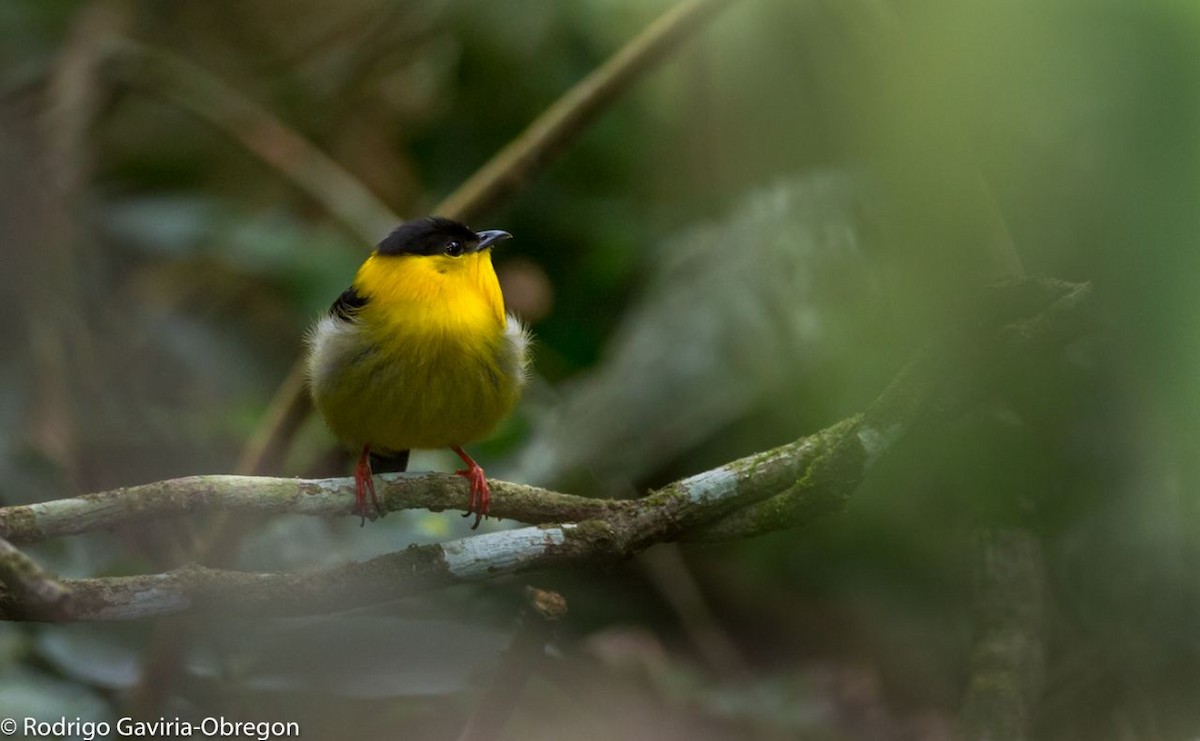 Golden-collared Manakin - ML85804981