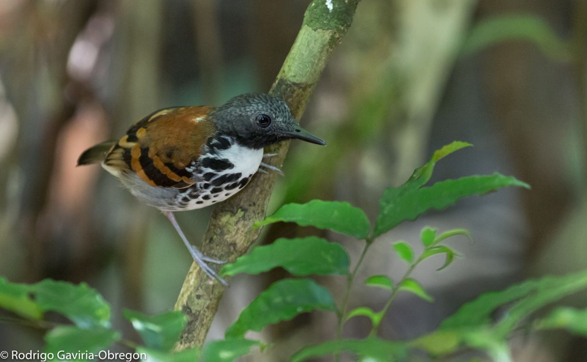 Spotted Antbird - Diego Calderón-Franco @diegoCOLbirding