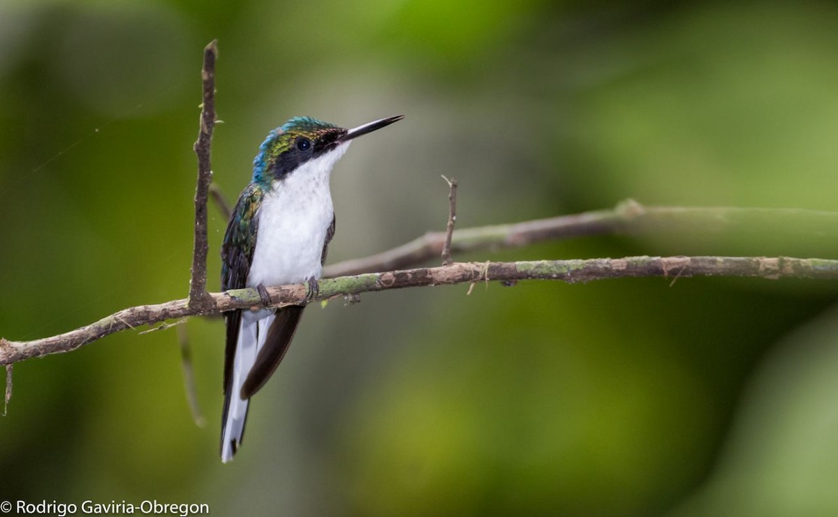 Purple-crowned Fairy - Diego Calderón-Franco @diegoCOLbirding