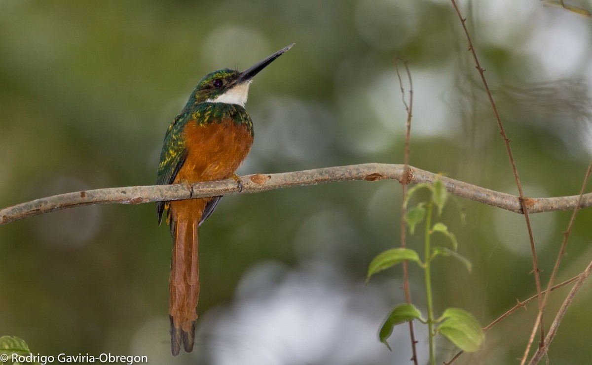 Rufous-tailed Jacamar - ML85805231