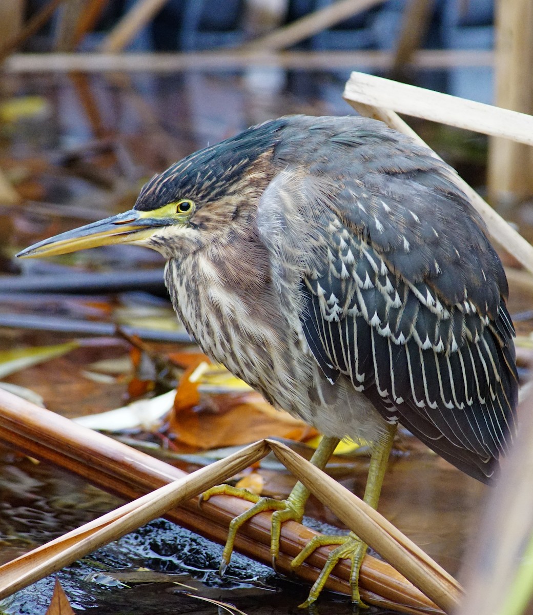 Green Heron - ML85805321