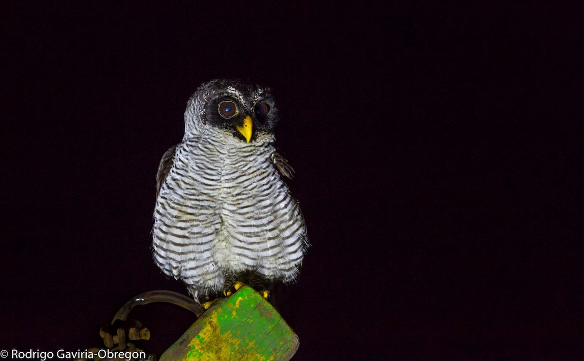 Black-and-white Owl - Diego Calderón-Franco @diegoCOLbirding