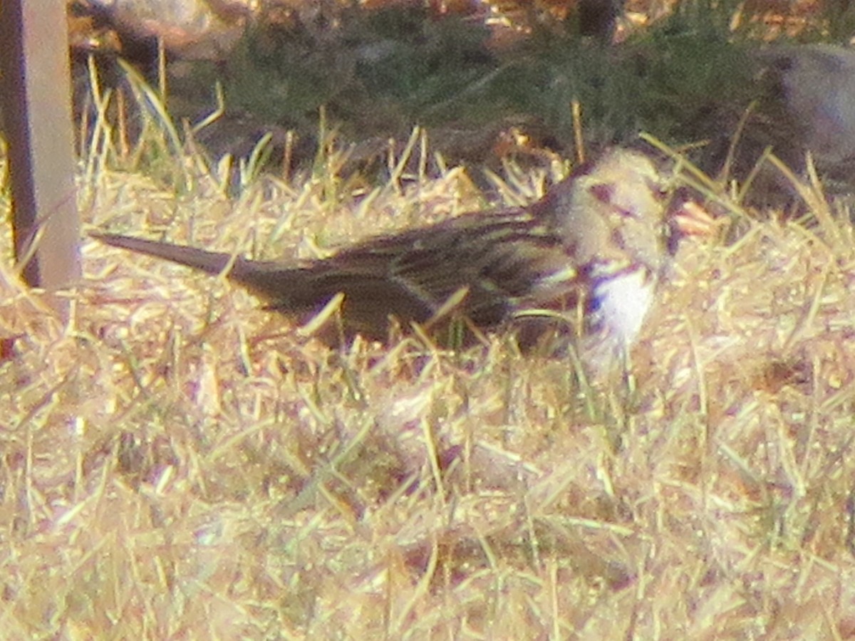 Harris's Sparrow - ML85806151