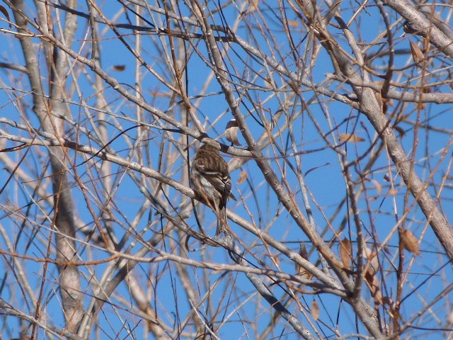 Common Redpoll - ML85806521