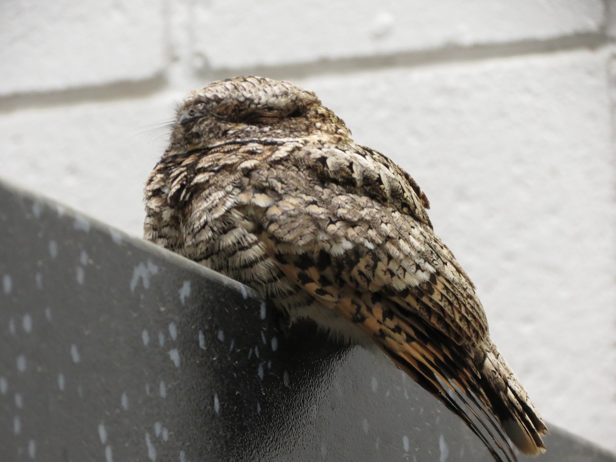 Common Poorwill - ML85808001