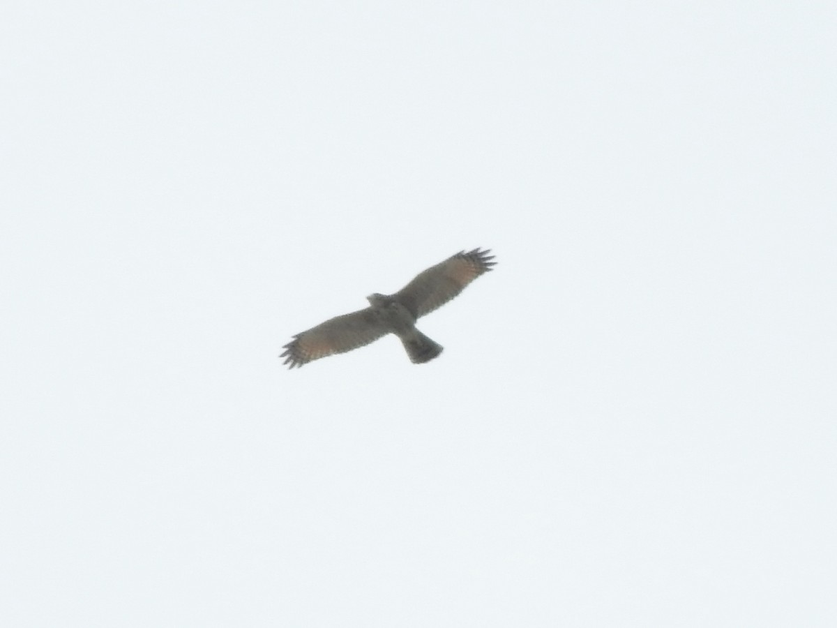 Roadside Hawk - ML85808091