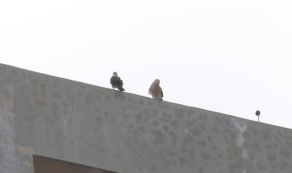 Roadside Hawk - ML85808151