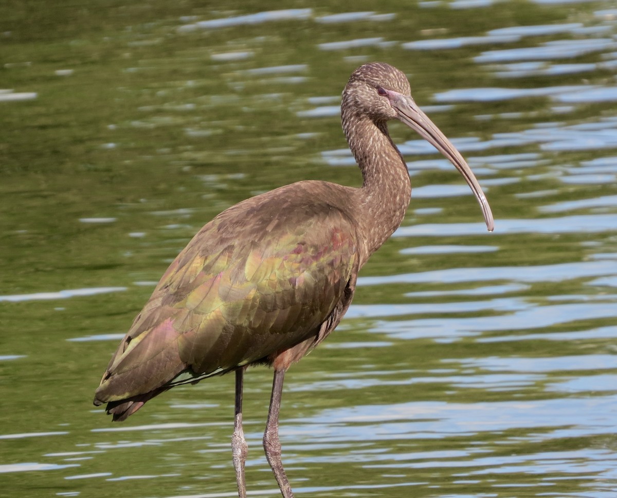White-faced Ibis - Terry Hill