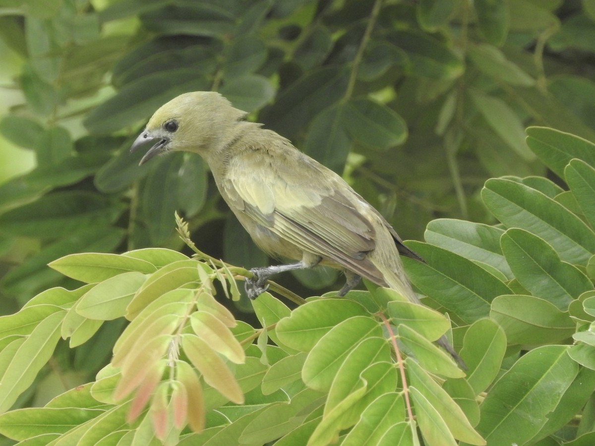 Palm Tanager - ML85808741