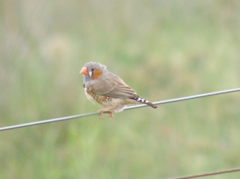 Zebra Finch - ML85808791