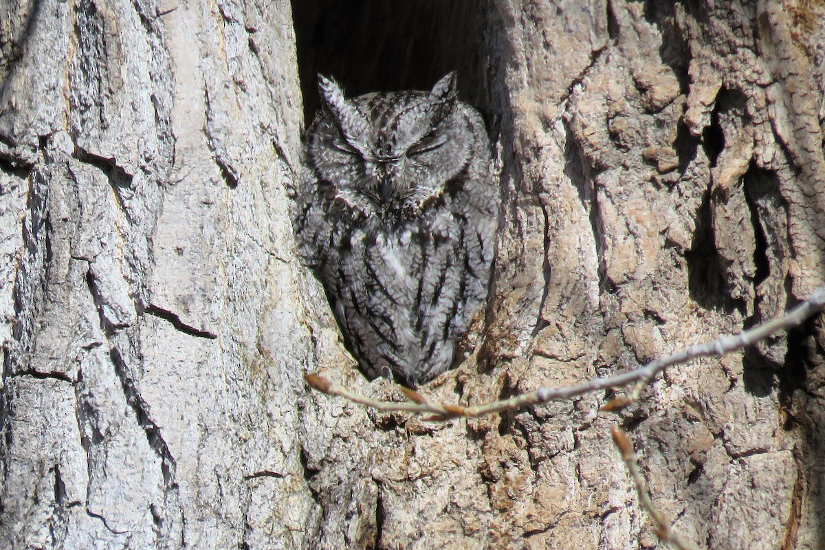 Western Screech-Owl - Anonymous