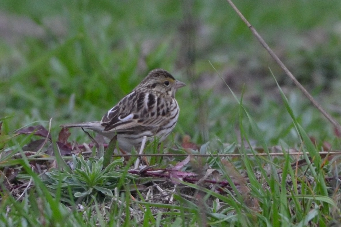 Savannah Sparrow - ML85809261