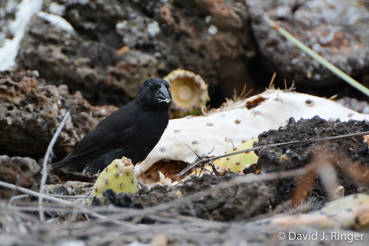 Common Cactus-Finch - David Jeffrey Ringer