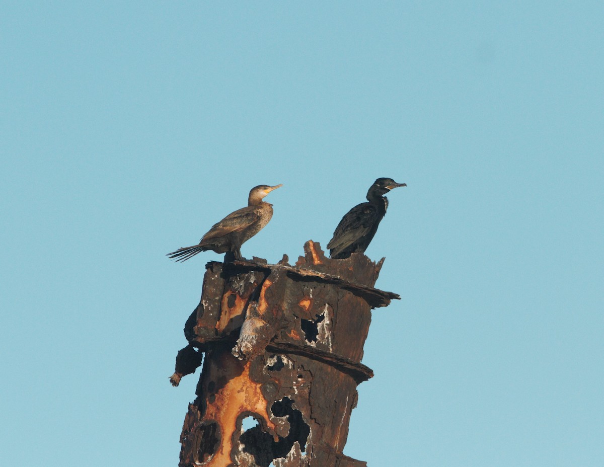 Neotropic Cormorant - ML85812691