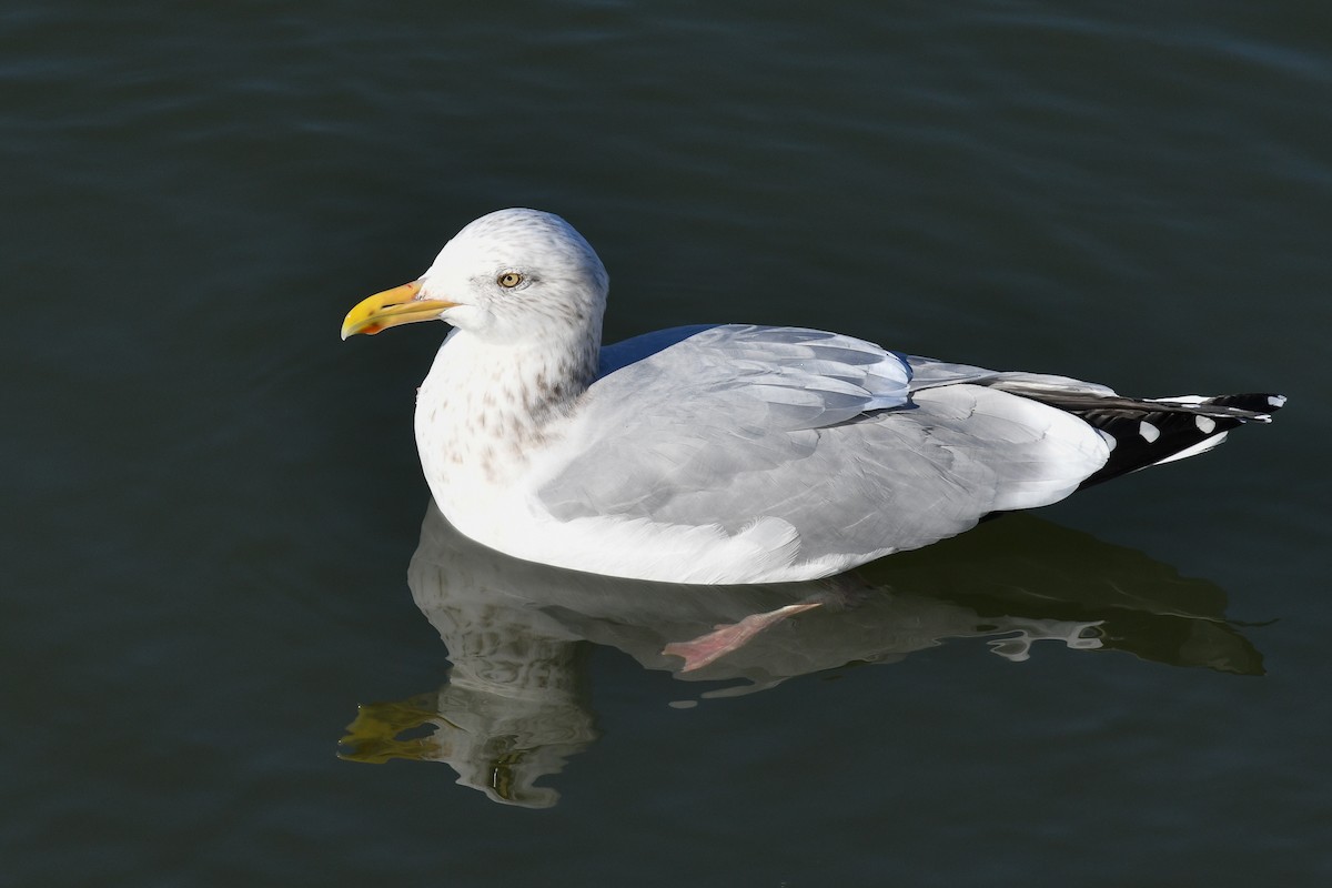 Herring Gull - ML85815011