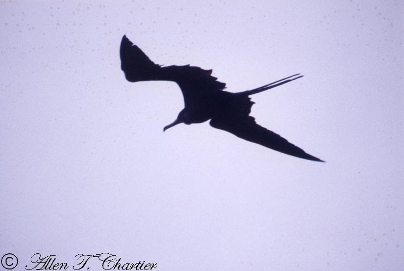 Magnificent Frigatebird - Allen Chartier