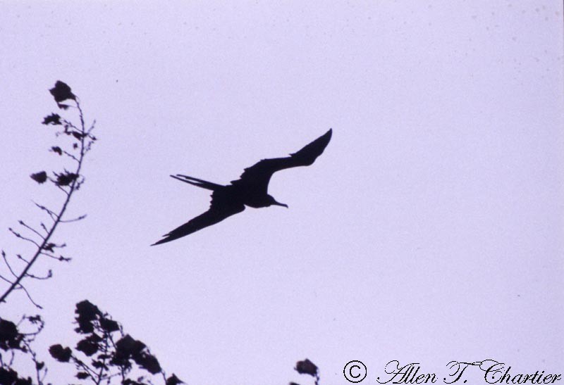 Magnificent Frigatebird - Allen Chartier