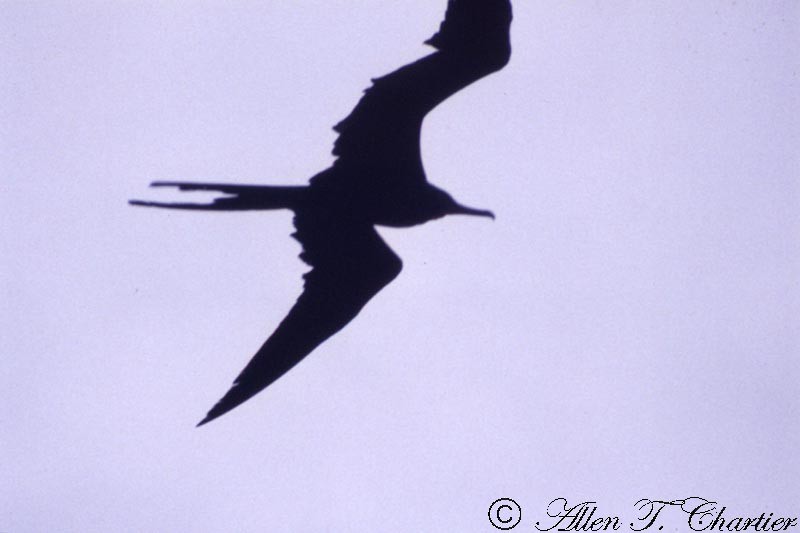 Magnificent Frigatebird - Allen Chartier