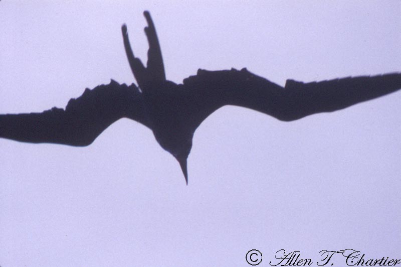 Magnificent Frigatebird - ML85815931