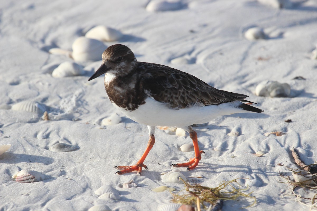 Ruddy Turnstone - Oliver Lindhiem