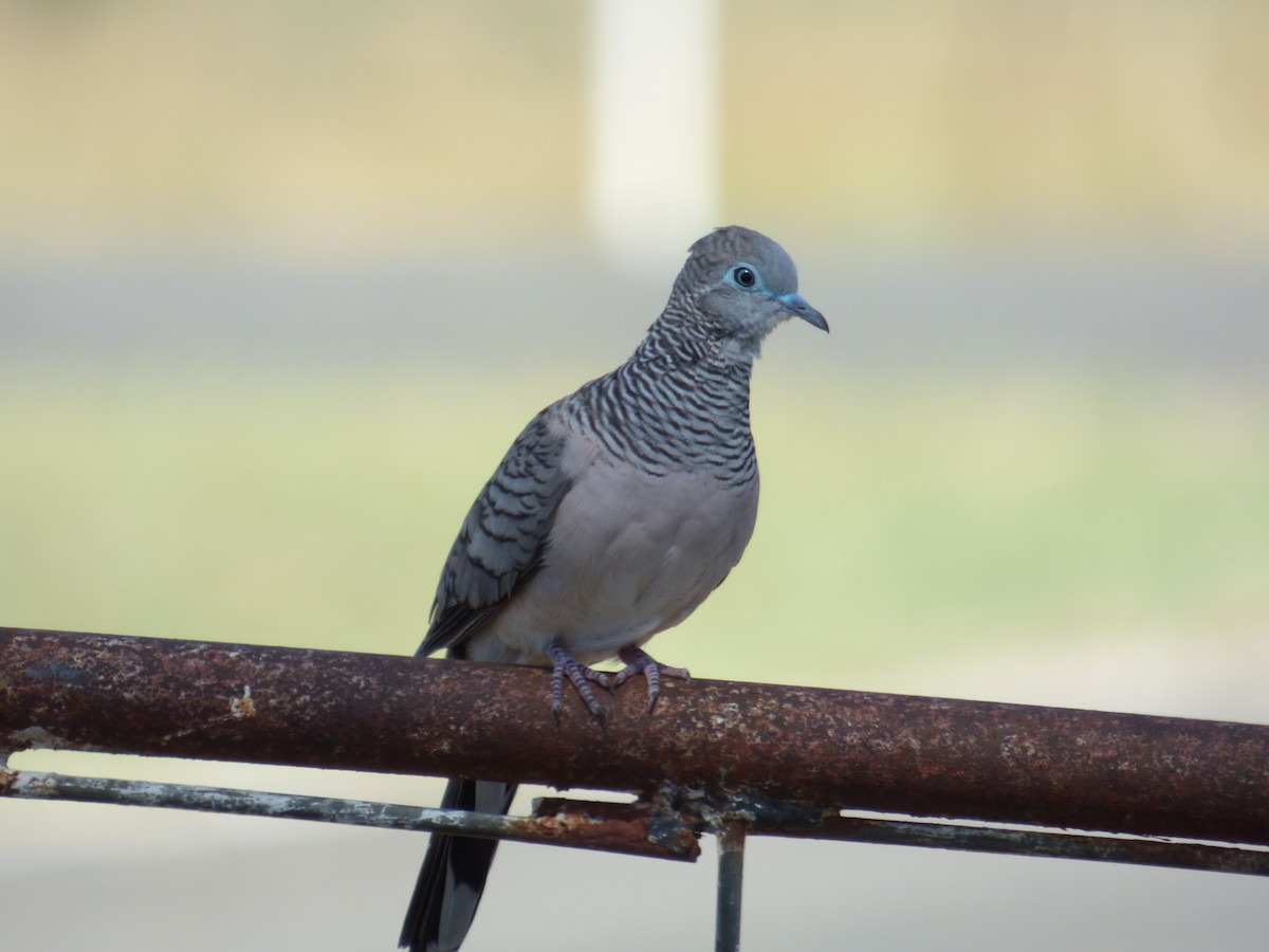 Peaceful Dove - Matt Hinze