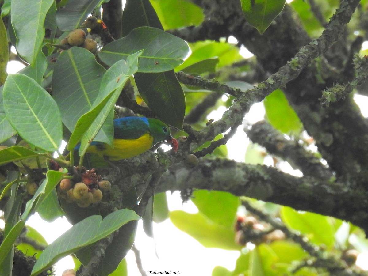 Blue-naped Chlorophonia - Tatiana Botero J