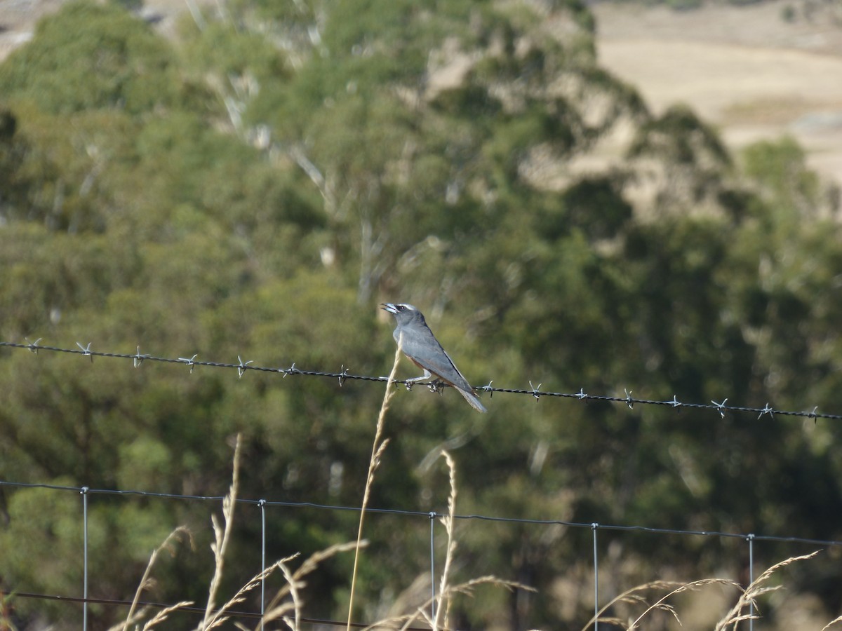 White-browed Woodswallow - Matt Hinze