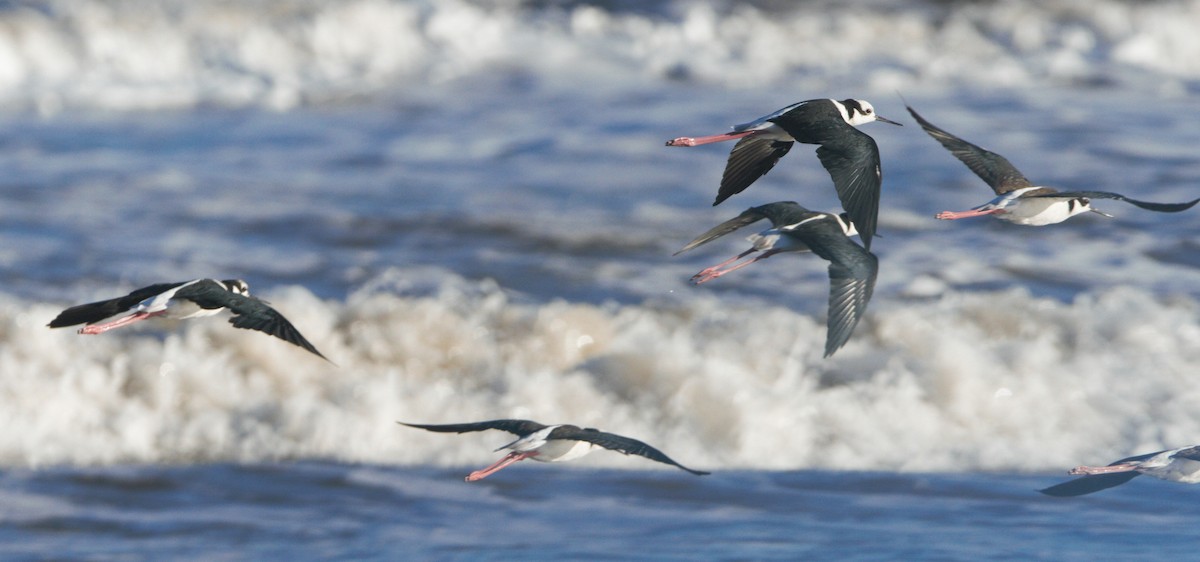 Black-necked Stilt - ML85819001