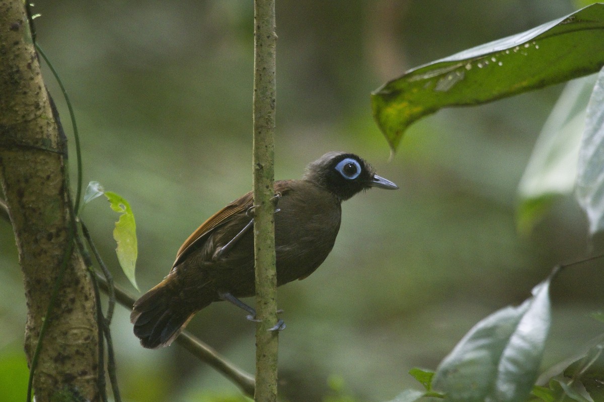 Hairy-crested Antbird - ML85819141