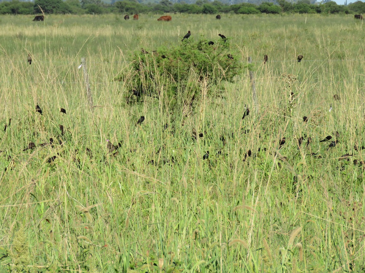 Chestnut-capped Blackbird - ML85819661