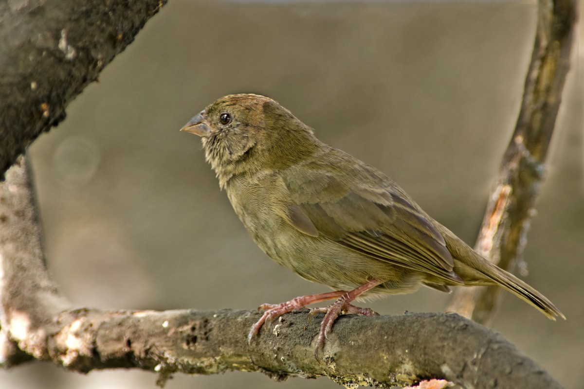 Black-faced Grassquit - Rob Dickerson