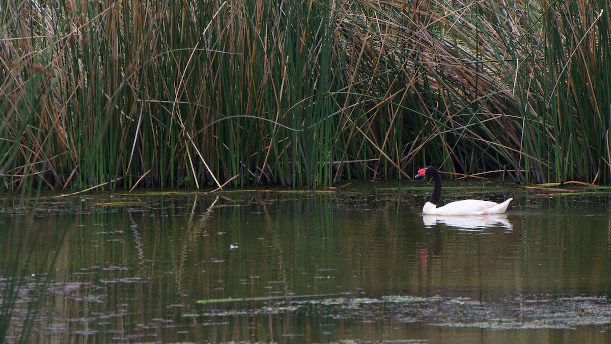 Black-necked Swan - ML85820241