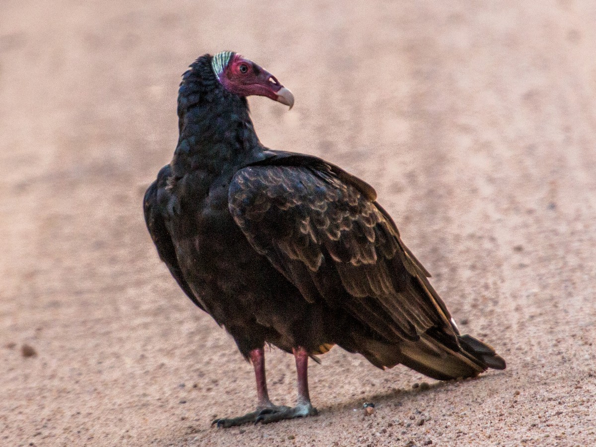 Turkey Vulture - ML85820441