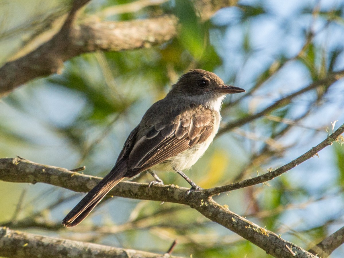 Swainson's Flycatcher - ML85820611