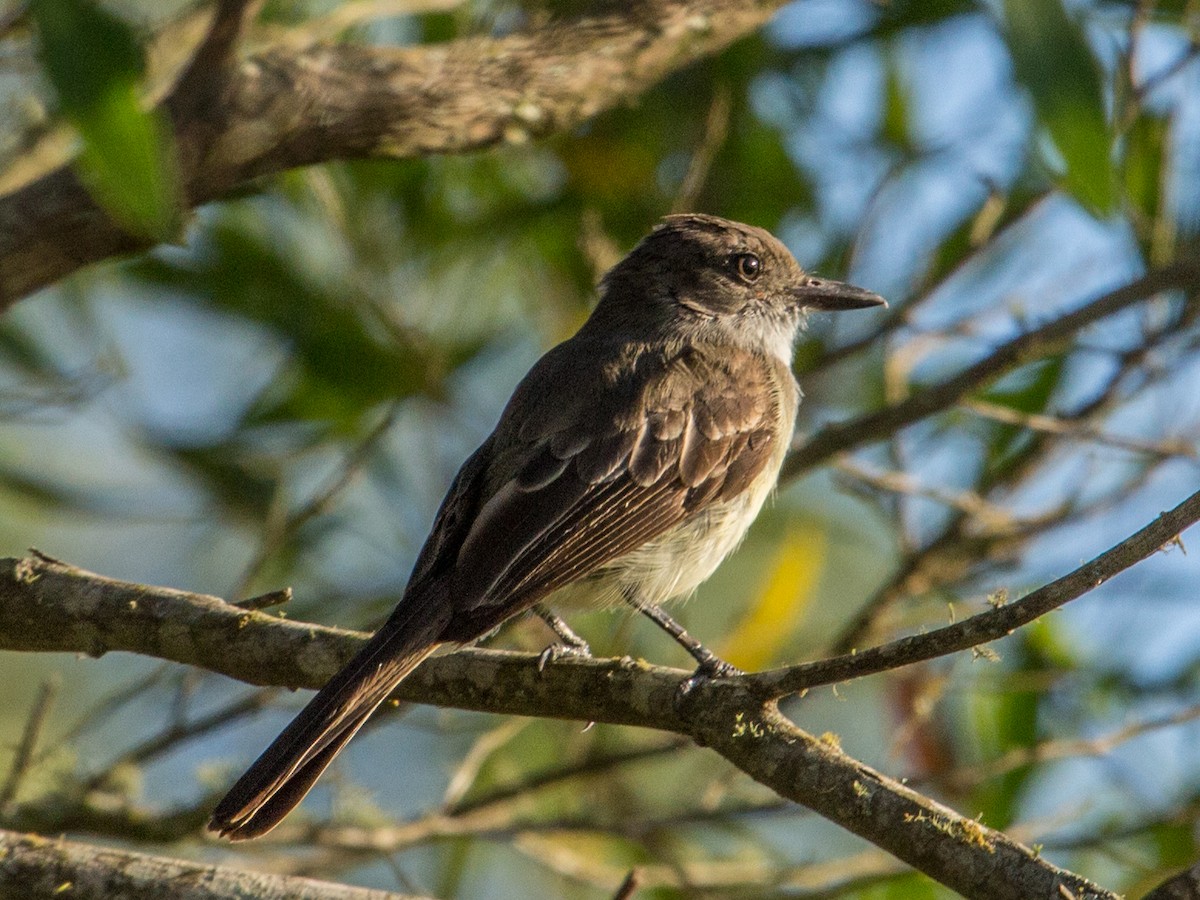 Swainson's Flycatcher - ML85820631