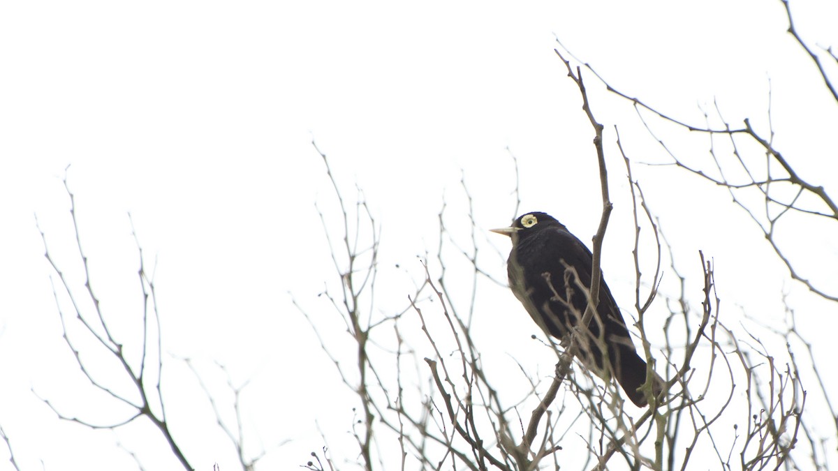 Spectacled Tyrant - ML85821001