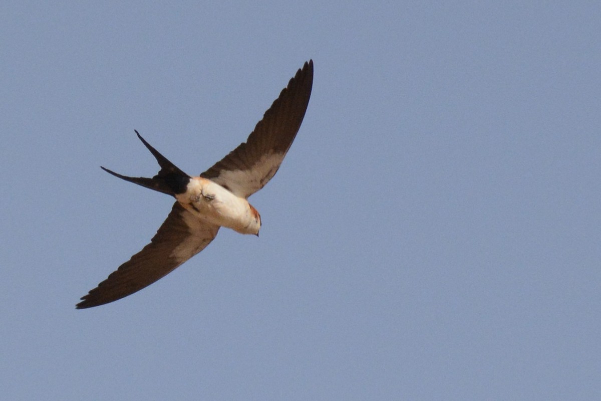 African Red-rumped Swallow (domicella) - Marie O'Neill