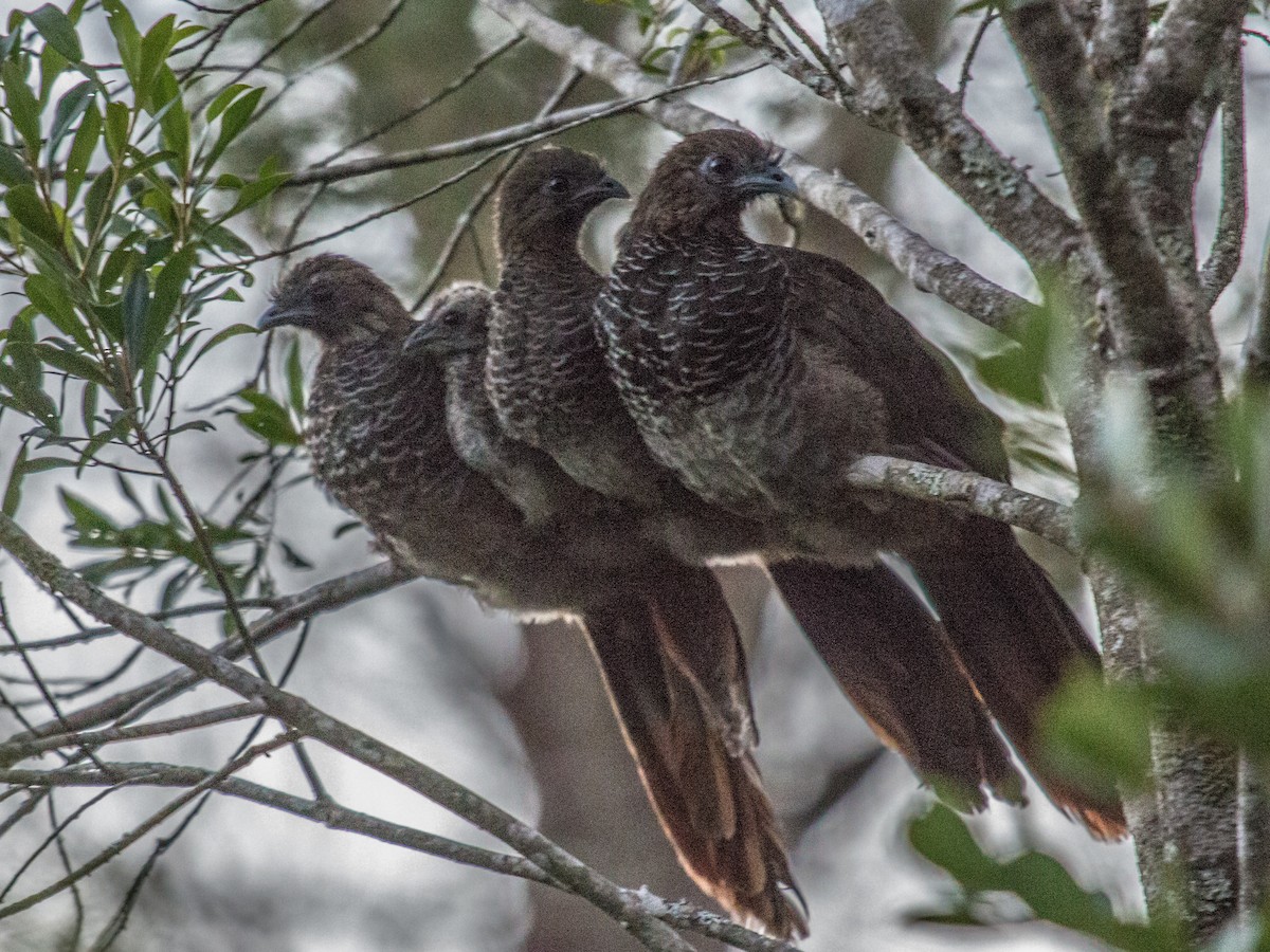 Scaled Chachalaca - ML85821161