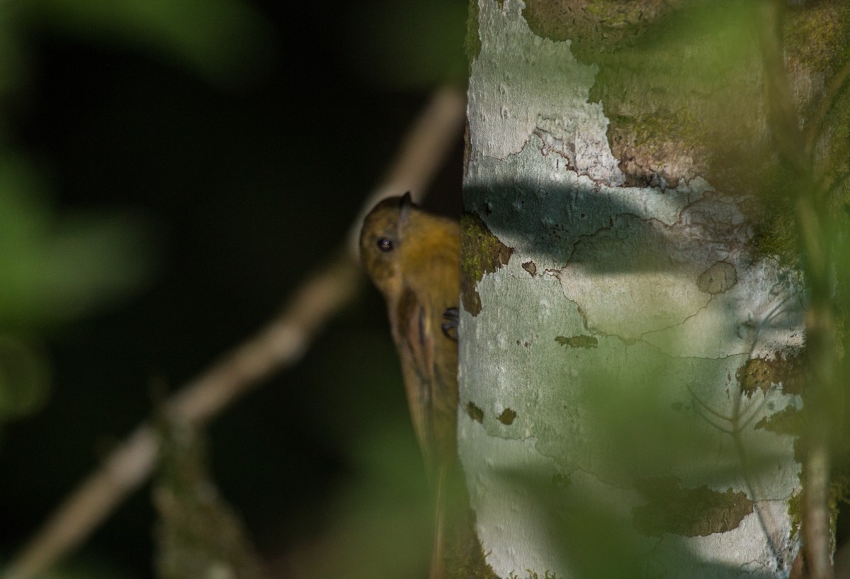 Olivaceous Woodcreeper - ML85821181