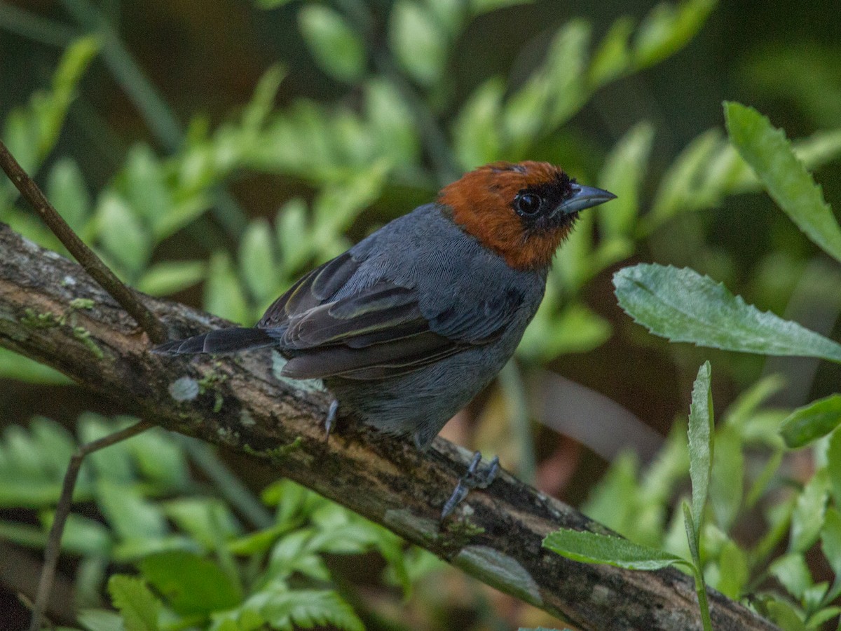 Chestnut-headed Tanager - ML85821391