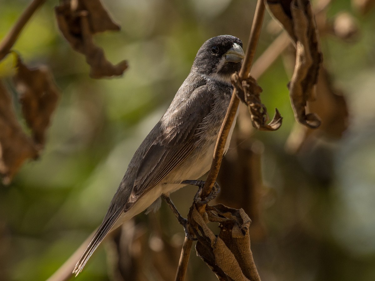 Double-collared Seedeater - ML85821451