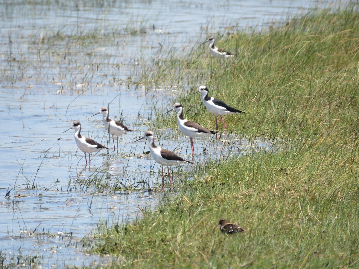 Black-necked Stilt - ML85821741