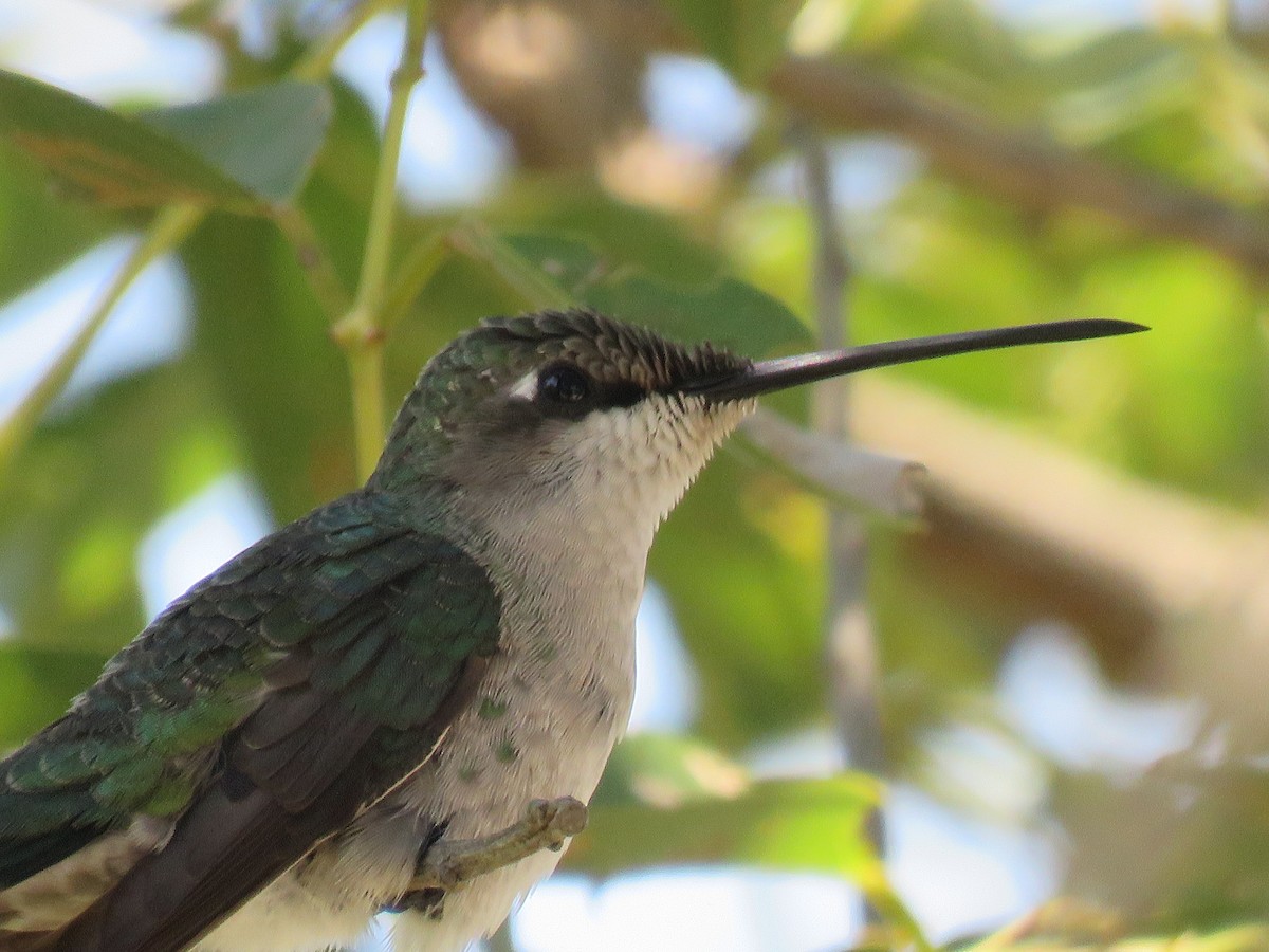 Blue-tufted Starthroat - ML85822061