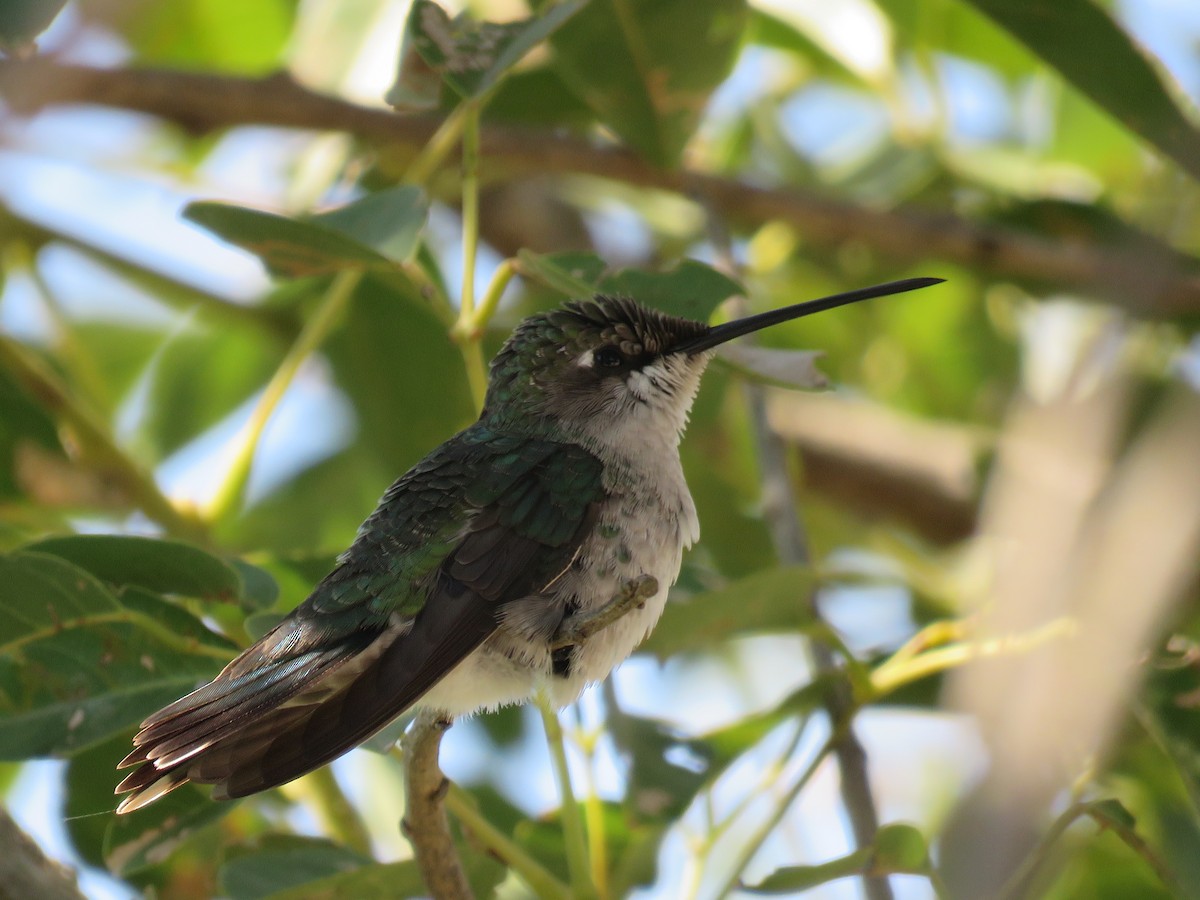 Blue-tufted Starthroat - ML85822091