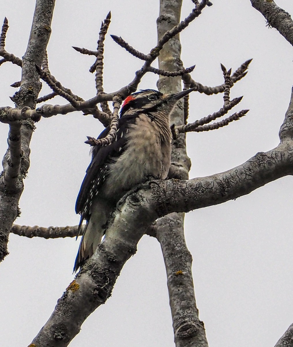 Hairy Woodpecker (Pacific) - ML85822591