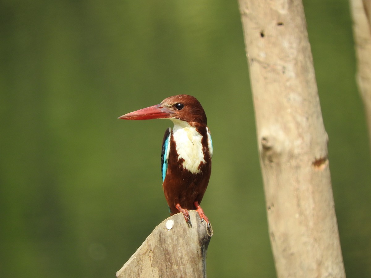 White-throated Kingfisher - ML85823431